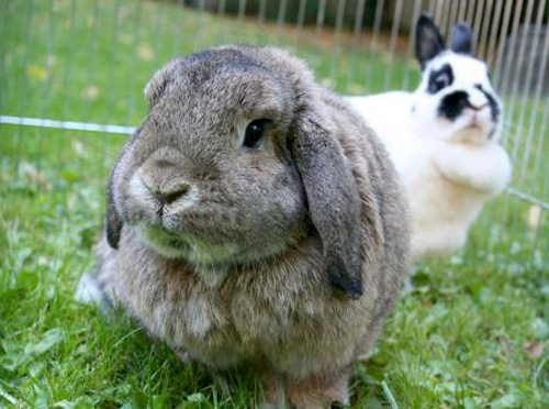 NAC lapin - Clinique vétérinaire des portes de Tavers