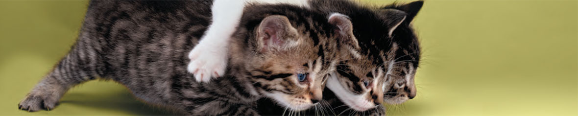 bandeau-chat-generique