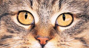 Vacinnation chat Clinique vétérinaire des portes de Tavers