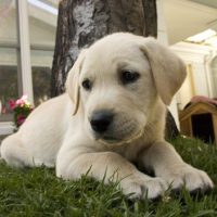 carnet de santé animal Clinique vétérinaire des portes de Tavers