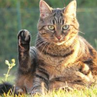 chat - Clinique vétérinaire des portes de Tavers