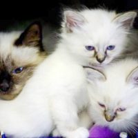 chat - Clinique vétérinaire des portes de Tavers