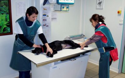 Salle d'examens vétérinaire beaugency