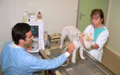 radiologie veterinaire beaugency