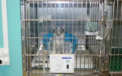 soins hospitalisation veterinaire beaugency